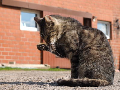 Bild 6 aus  Cohrshof