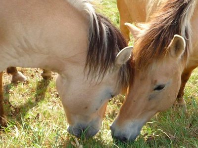 Bild 14 aus  Ferienhof Dingeldey