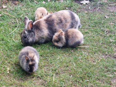 Bild 21 aus  Ferienhof Wegmann