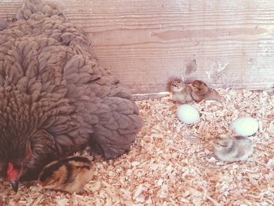 Bild 15 aus  Backhaus Grüntal