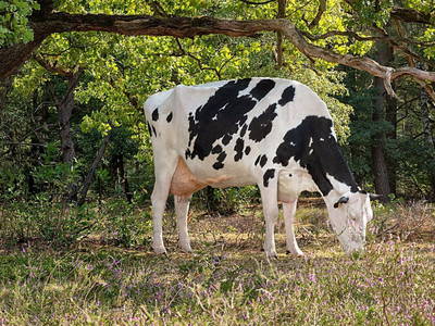 Bild 14 aus  Bauernhofferien Weseloh