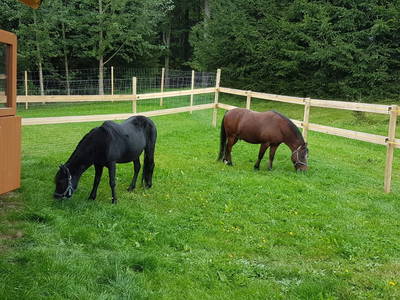 Ponys Lucky und Lucy
