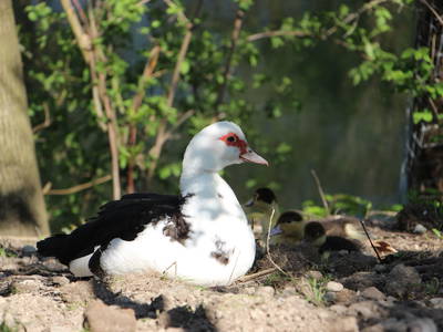 Bild 17 aus  Döllelhof Erding