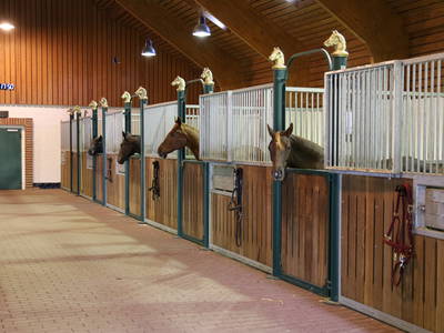 Bild 11 aus  Ferienhaus / Chalet auf dem Gestüt Lohhof mit Kinderreiten oder Pony Reiten
