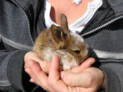 Bild 14 aus  Raffreiderhof