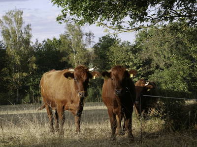 Bild 9 aus  Ferienhof Zinn