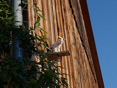 Bild 8 aus  Ferienhof Halbig