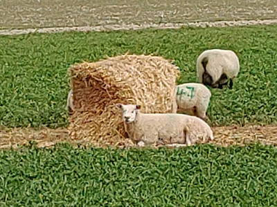 Bild 22 aus  Bioland - Bauernhof Andreßen