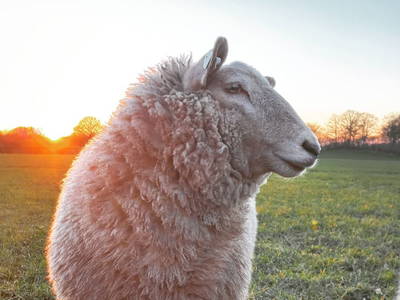 Bild 8 aus  Eichenhof Grauel