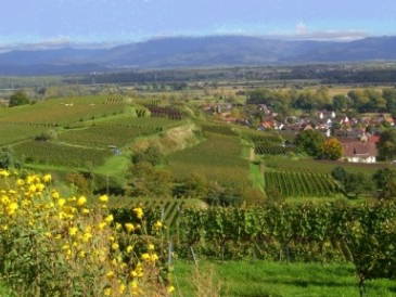 Bild 5 aus  Winzerhof