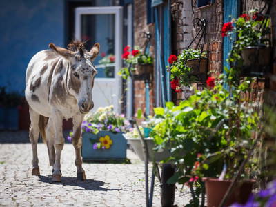 Bild 20 aus  Gutshof Dragefeld