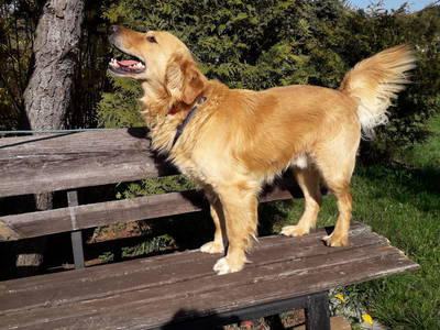 Bild 23 aus  Ferienbauernhof    "Pension Landhof "