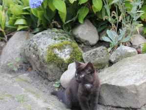 Bild 9 aus  Ferienhof Sengstaken