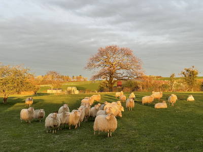 Bild 16 aus  Bauershof, wo die Heidschnucken schlafen