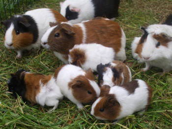 Bild 13 aus  Landurlaub bei Westendorff's in Warthe / Insel Usedom