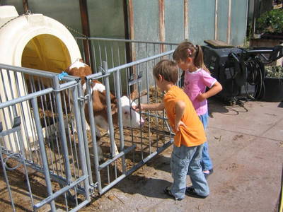 Bild 8 aus  Ferienhof-Roller