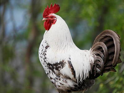 Bild 17 aus  Pristinger Hof