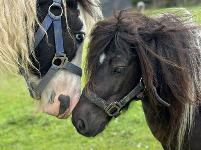 Bild 33 aus  Nordsee-Ferienhof Wittmaack - Beliebtester Ferienhof Deutschlands 2024