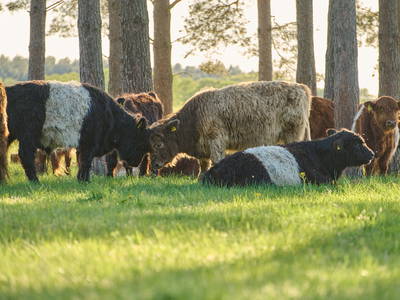 Bild 16 aus  Biber Ferienhof