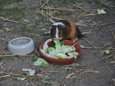 Bild 13 aus  Ferienhof Rauert