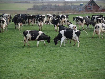 Bild 2 aus  Houdam Farm