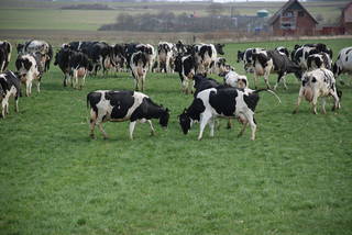 Houdam Farm aus Lemvig