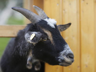 Bild 36 aus  LandSelection Ferienhof Brandt,