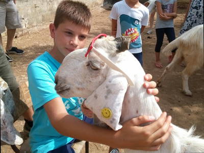 Unsere lieben Ziegen