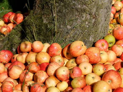 Bild 12 aus  Hof Sassen