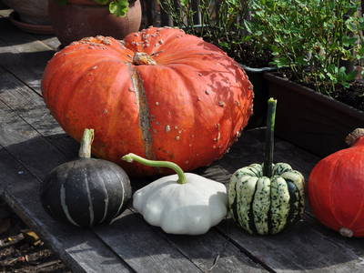 Bild 25 aus  Braunsberger Höfe