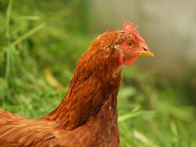 Bild 30 aus  Bucherhof