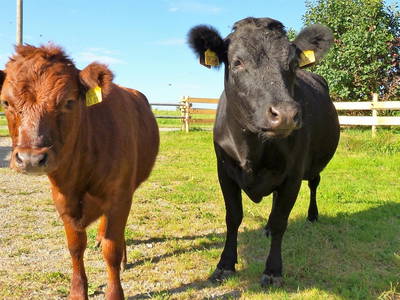 Unsere Dexterkühe- Kleinste Kuhrasse