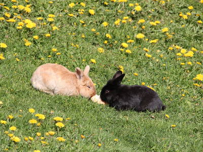 Bild 17 aus  Boznermüllerhof