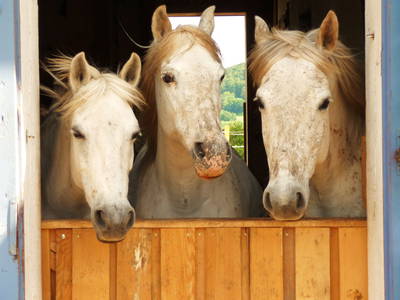 Bild 15 aus  Burgbauernhof am Katzenstein - Ursprünglichkeit des Landlebens gepaart mit Gesundheit und Luxus