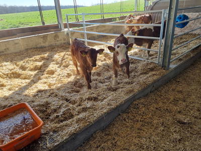 Bild 15 aus  Bauernhof Härtel