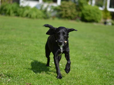 Bild 22 aus  Ponyhof Georgenbruch - Gutshof mit Ferienwohnungen, Pensionsstall und Reitschule