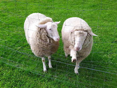 Bild 17 aus  Ferienhof Gehrenberg