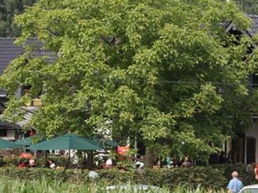 Bild 5 aus  Bauerngut Schiefelbusch