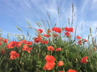 Bild 19 aus  Ferienhaus "Alte Heimat"