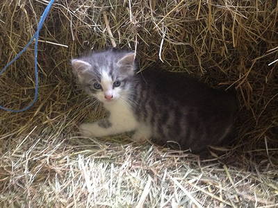 Bild 12 aus  Springhansenhof im Schwarzwald