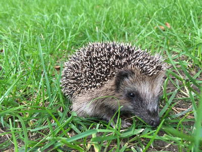 Bild 171 aus  Le Colombié - Ferienhäuser an der Dordogne mieten