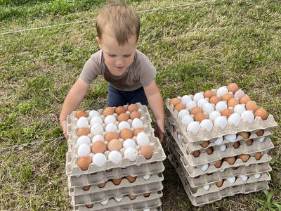 Bild 17 aus  Landkulturhof Glücksbringer