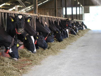 Unser Boxenlaufstall/ Kuhstall