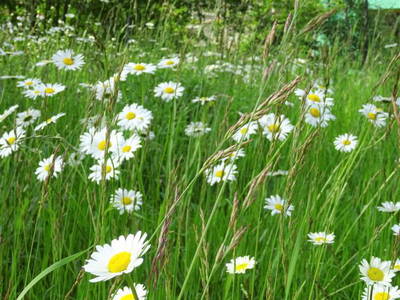 Bild 40 aus  Ferienhof Lochau