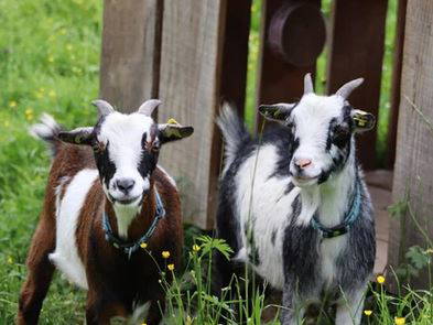 Bild 14 aus  Schlegelhansenhof