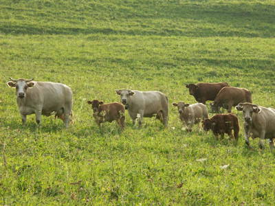 Bild 10 aus  Martiburhof - Ferien auf dem Bauernhof
