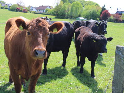 Bild 23 aus  Bauernhofurlaub auf Larbigs Art