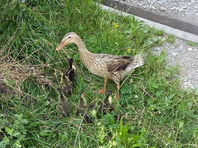 Bild 40 aus  Raffreiderhof