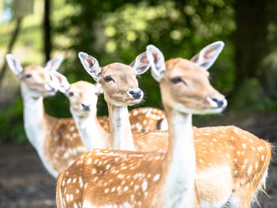Wildpark Lüneburger Heide