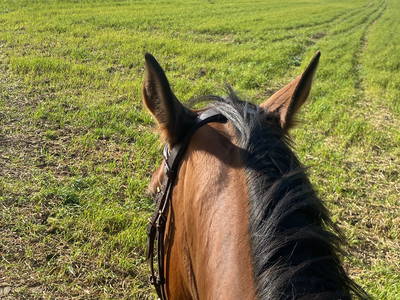 Bild 19 aus  Reiter- und Ferienhof Redder